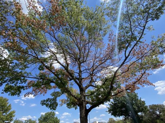 Tree affected by drought.  Texas A&amp;M Forest Service