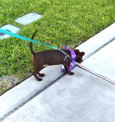 Puppy in parade