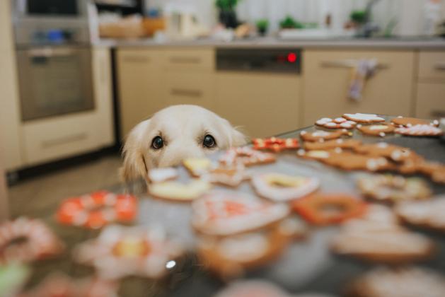 Dog eyeing cookies