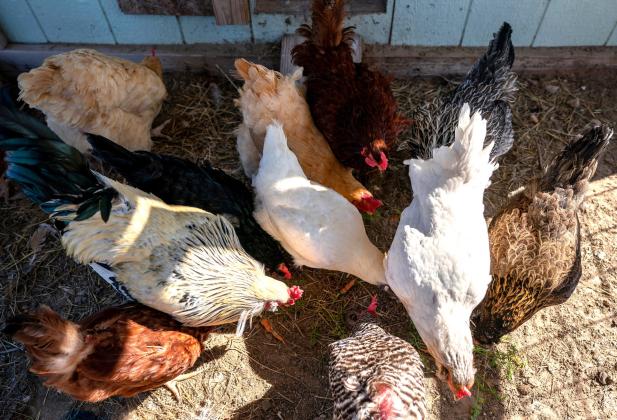 Backyard chickens are at risk of being exposed to avian influenza by infected wild birds that have stood on the same premises.  Laura McKenzie/Texas A&amp;M AgriLife Communications