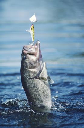 White Bass fishing