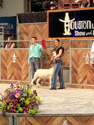 Livestock show - Payton Hanley 2nd Place Heavy Weight Dorper Houston Livestock Show