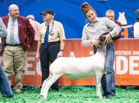 Livestock show - Payton at Austin