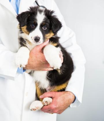 Spring Vaccinations For Dogs