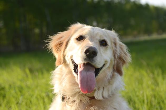 Spring Vaccinations For Dogs