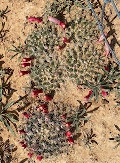 Heyder’s Pincushion cactus