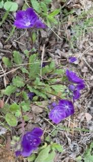 SCAG - San Phacelia
