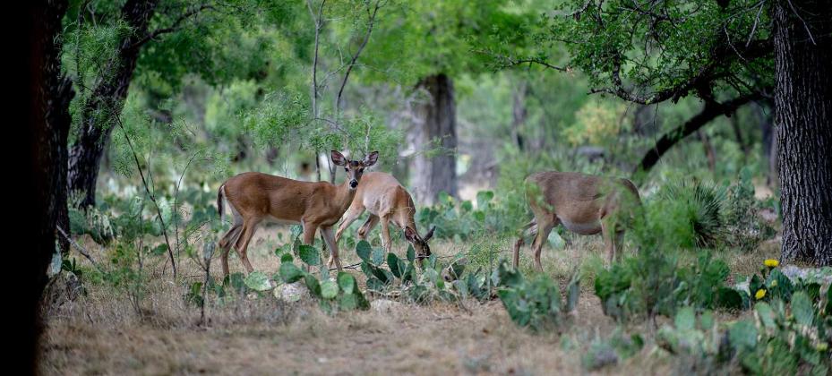 South Llano River State Park - DEER