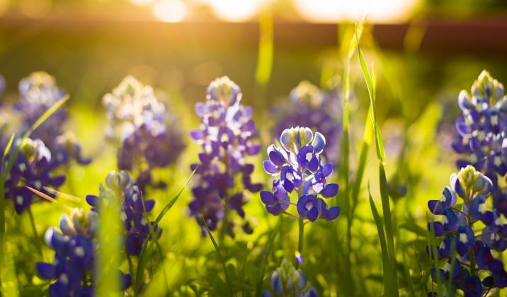 Bluebonnets