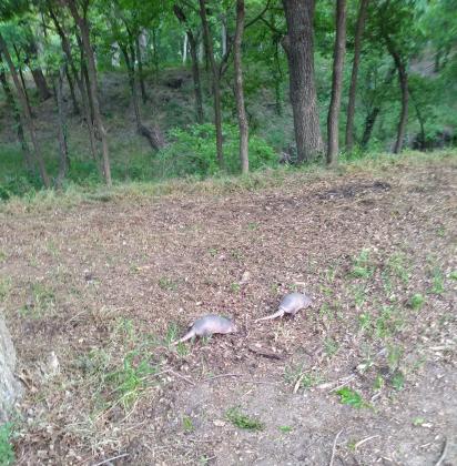 Baby Armadillos at San Saba Nature Park