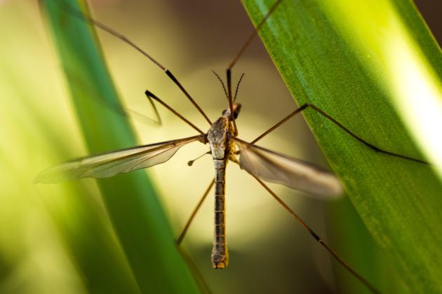 Crane flies are large and tan-colored with long legs. They belong to the Tipulidae insect family. (Getty Images)
