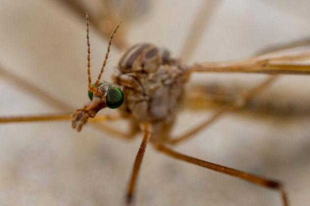 Crane flies descend in swarms on parts of Texas in the early spring and fall. (Michael Miller/Texas A&amp;M AgriLife Communications)