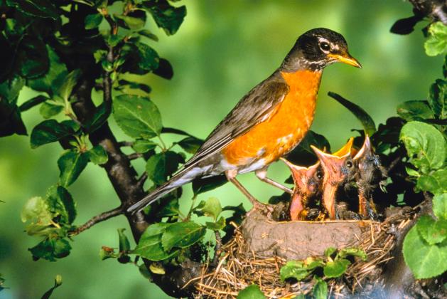 Mommy bird and baby chicks