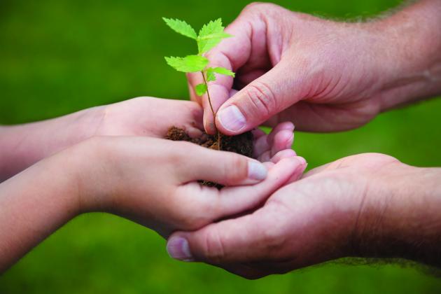 Plant trees