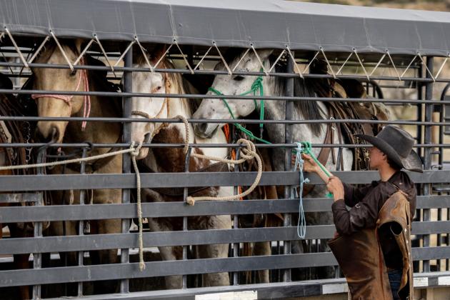 Horses are lined up in a trailer ready for transport in West Texas. Safety should be paramount for both livestock and trailering equipment before traveling Texas roadways. (Texas A&amp;M AgriLife photo by Sam Craft)