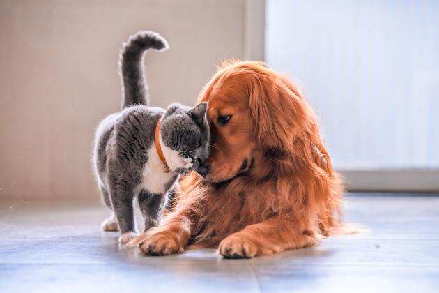 Special members of the family