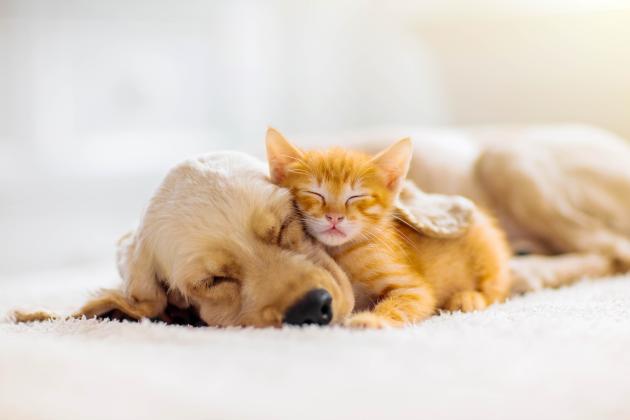 Your pets depend on you