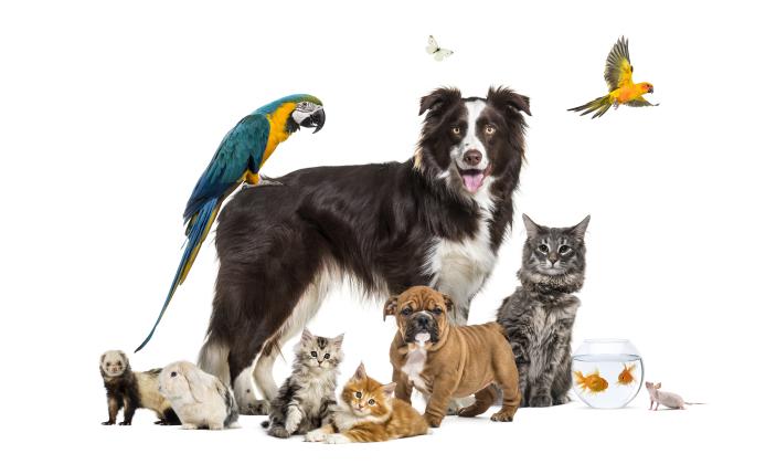 Pets of all kinds