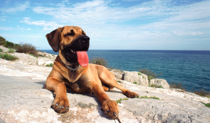 Tip #4: Know signs of heat exhaustion in dogs