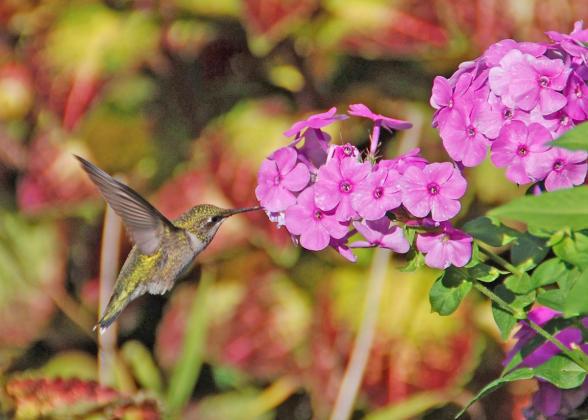A hummingbird dining on the nectar of phlox. Courtesy of MelindaMyers.com.