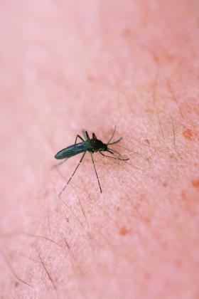 First case of West Nile virus reported this year