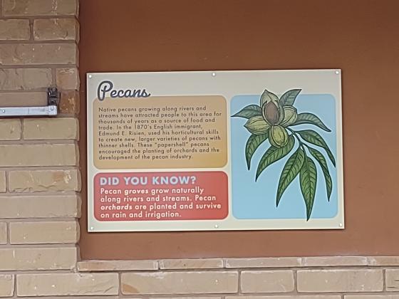 Pecans panel panel at the San Saba Historical Museum