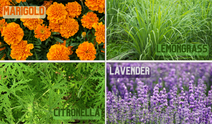 Growing Plants That Naturally Repel