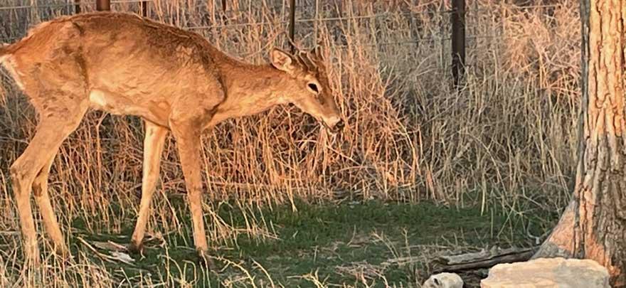Sick deer with CWD
