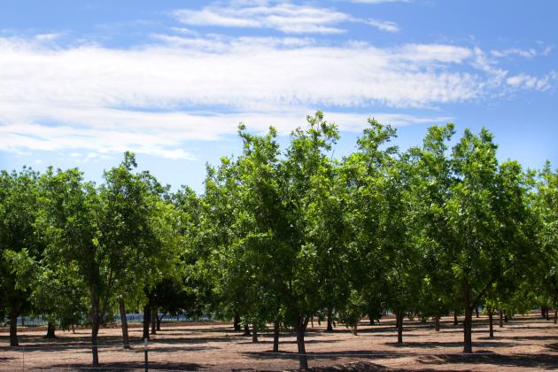Pecan Orchard
