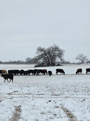 Cotton Belt Richland Springs Photo credit Mary Gilger