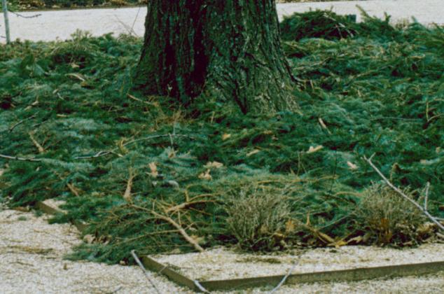 Removing the branches from Christmas trees and layering them over bulbs and perennials keeps the soil consistently cold, reducing the risk of early sprouting and winter damage.  Courtesy of MelindaMyers.com