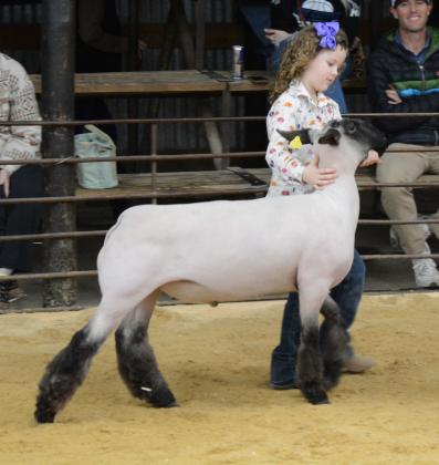 PeeWee Lamb Showmanship - Allison Millican