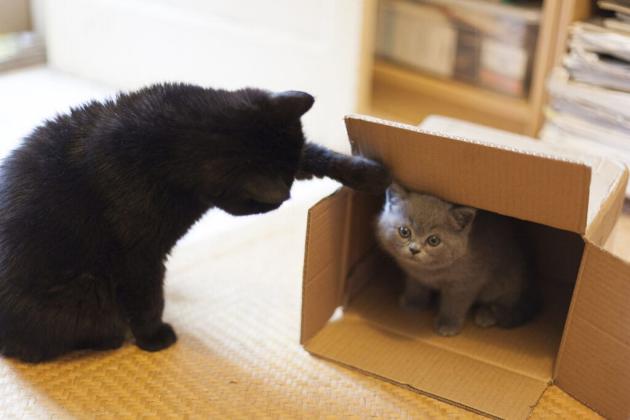 Every cat is unique, so how they adjust to a new home and the time they take to do so can vary. Getty Images