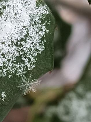 Snowflake on a leaf Photo credit Terri Tucker
