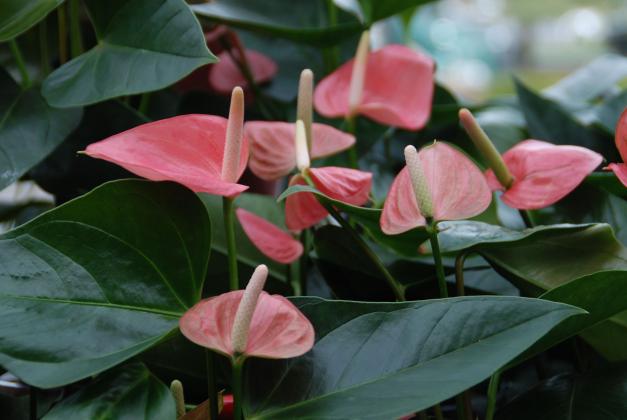 Anthuriums are a low-maintenance and long-blooming plant, giving your Valentine heart-shaped flowers to enjoy. Courtesy of MelindaMyers.com