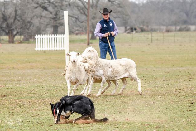 What is a Sheep Dog Trial? Les Hale
