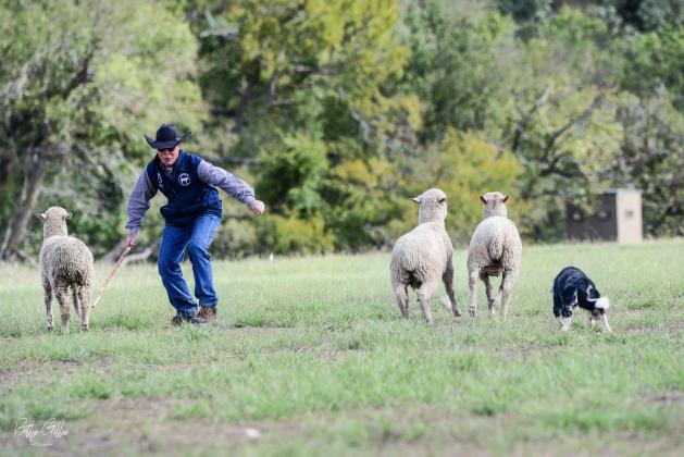 What is a Sheep Dog Trial? Les Hale