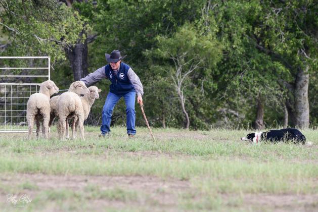 What is a Sheep Dog Trial? Les Hale