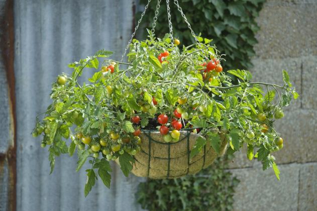 Lizzano is a semi-determinate tomato great for hanging baskets.  Photo courtesy of All-America Selections