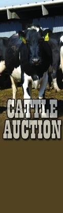 Jordan Cattle Auction