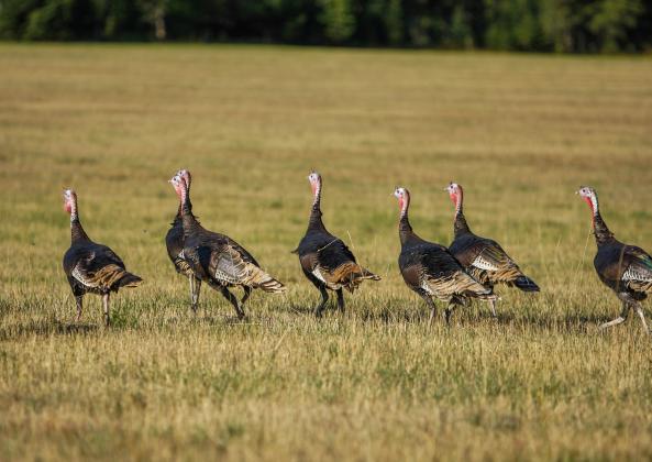 Spring Wild Turkey Season shaping up to be a great season