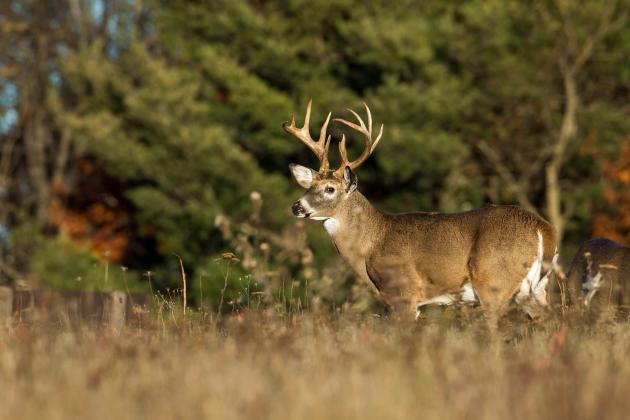 Public input sought on Texas hunting regulation proposals for 2024-2025