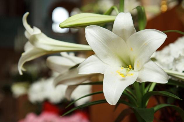 Easter LIllies