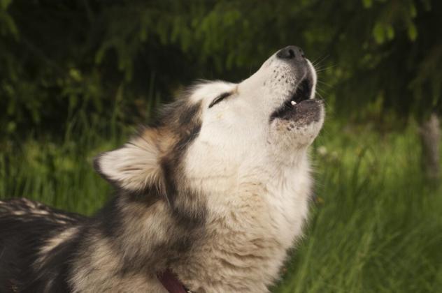 Howling reflects dogs’ long-range communication instinct, passed down through their ancestral ties to wolves. Getty Images