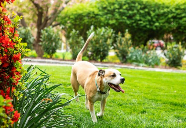 Six Benefits You May Not Have Known About Your Grass Lawn