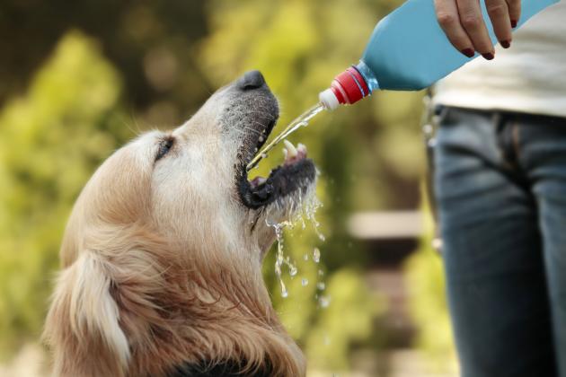 Pup Safety