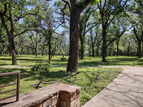Broken Tree Branches sprinkle the ground at Nature park