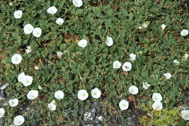 Persistence is the key to success when battling bindweed. Courtesy of MelindaMyers.com