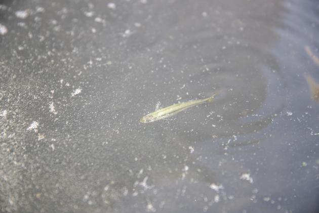 Ceremonial Billionth Fish Release - Photo copyright Texas Parks and Wildlife Department