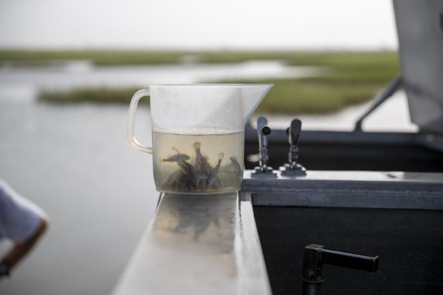 Ceremonial Billionth Fish Release - Photo copyright Texas Parks and Wildlife Department